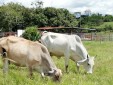 Finca productiva para la Venta Quimbaya