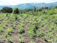 Finca productiva para la Venta Quimbaya