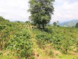 Finca productiva para la venta en Zona de Expansión Urbana