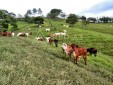 Se vende Finca Ganadera