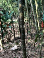 Finca en Venta en Malabar