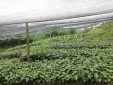 Finca Productiva para la venta en Chinchiná
