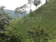 Finca Productiva para la venta en Chinchiná