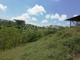 Finca Productiva para la Venta en Ulloa-Valle del Cauca