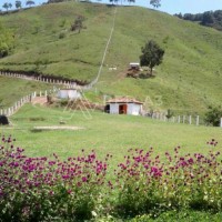 Finca Pereira Risaralda