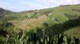 Finca Pereira Risaralda