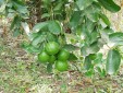 Se Vende Finca Productiva