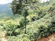 Finca Cafetera para la Venta en Santa Rosa de Cabal