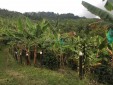 Se Vende Finca Productiva