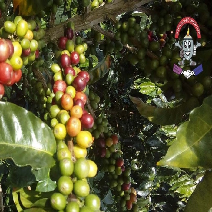 Compradores de Equal Exchange visitan asociados de Asprocafé