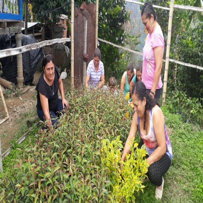 VIVEROS PARA IMPLEMENTACION DE BARRERAS VIVAS 