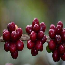 Imagen en miniatura de la galería