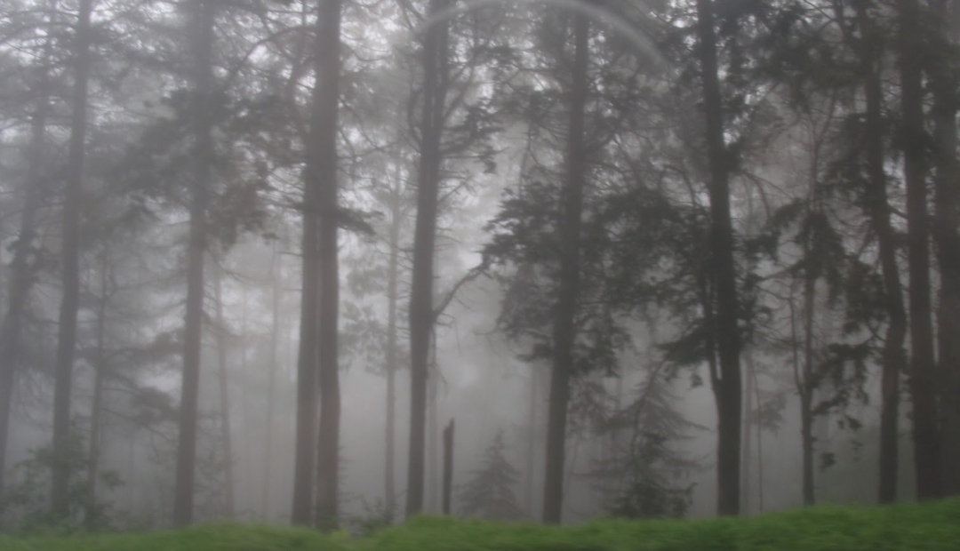 Un zorro en medio del bosque