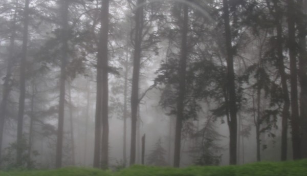 Un zorro en medio del bosque