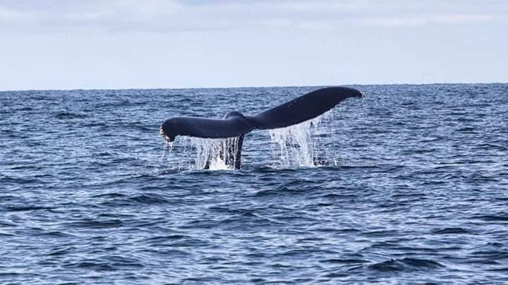 Avistamiento de ballenas en Bahía Solano 