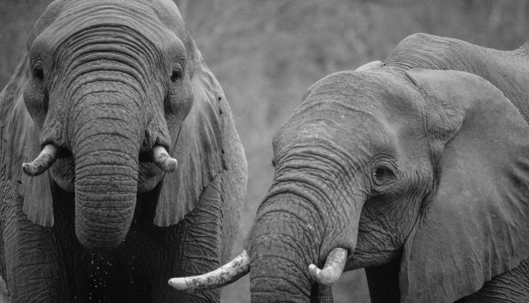 Día mundial de los animales: reconociendo la inteligencia en el reino animal