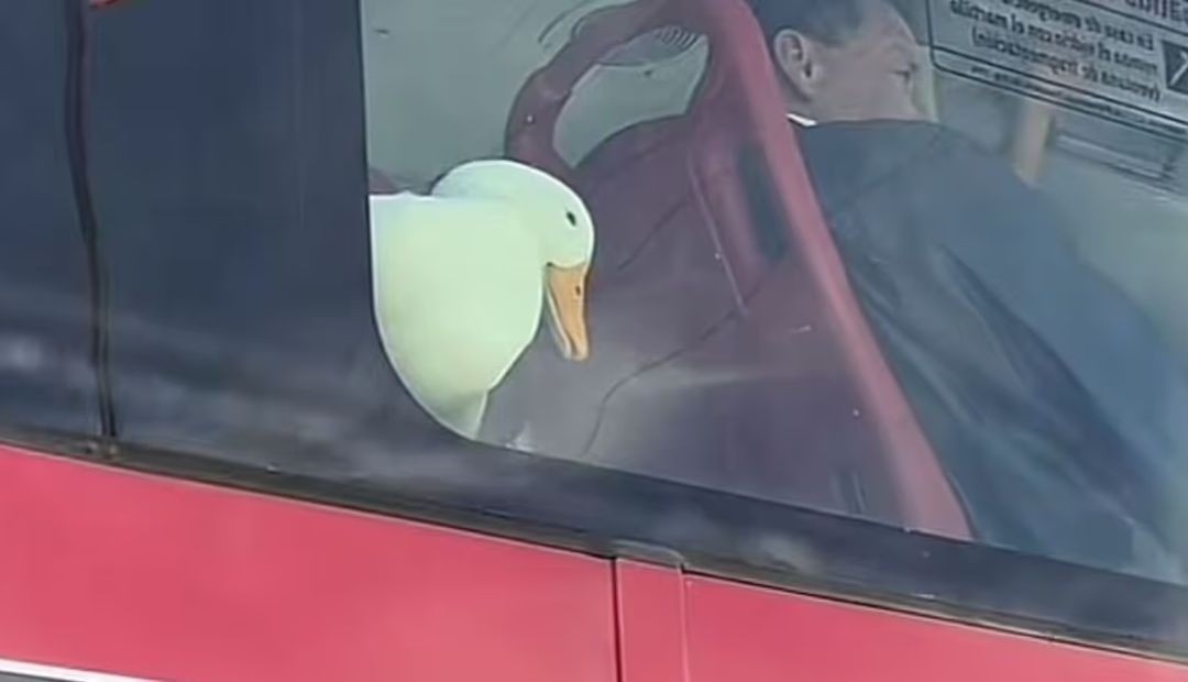 El inusual pasajero de TransMilenio: ¡Un pato se roba la atención en redes!