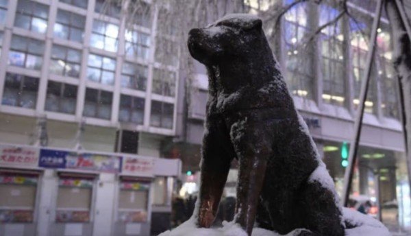 El conmovedor legado de Hachik?, cien años de fidelidad inquebrantable