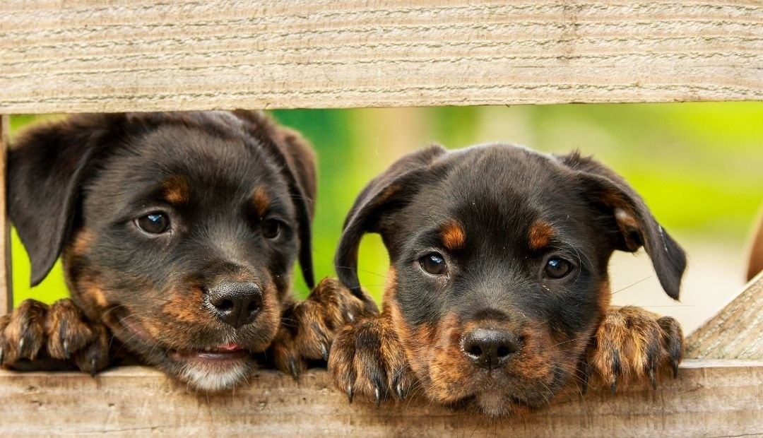 ¿Cuánto tiempo recuerdan los perros a una persona?