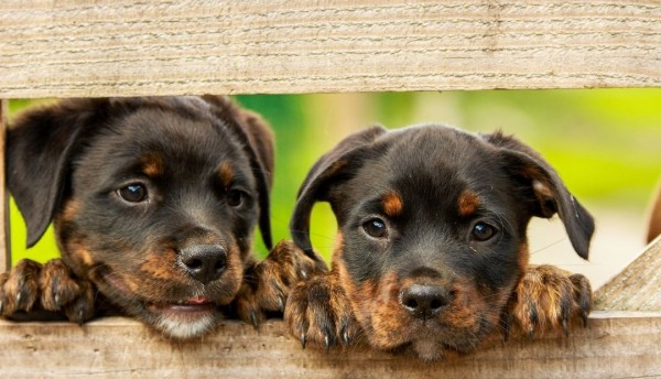 ¿Cuánto tiempo recuerdan los perros a una persona?