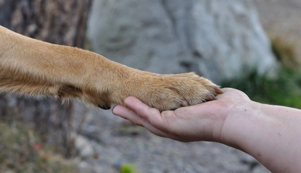 Un hitó en la justicia colombiana: reconocimiento de un perro como miembro de una familia
