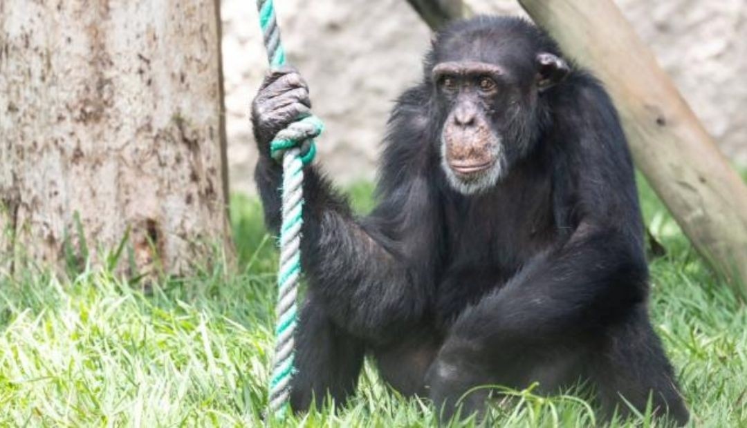 ¡Un nuevo comienzo para Yoko! La emocionante travesía del chimpancé hacia Brasil