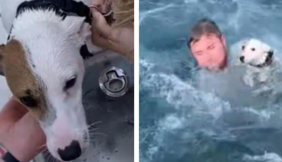 Perrito es salvado del océano por un grupo de jóvenes solidarios