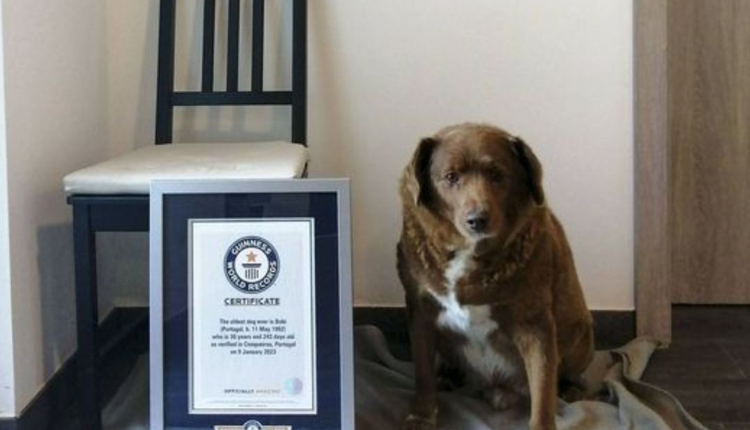 Adiós a un fiel amigo: bobi el perro más viejo del mundo, deja un legado de longevidad