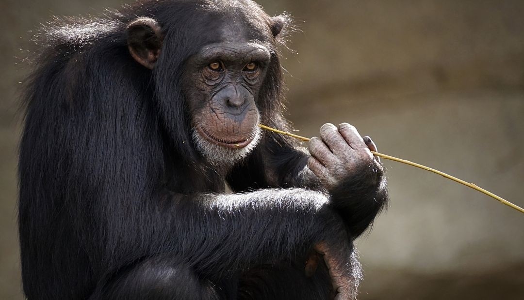 El misterioso escape de Chimpancés en Pereira: un giro inesperado en la investigación