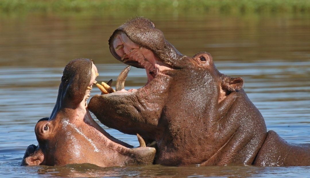 Control de la Población de Hipopótamos: Una Medida Crucial para la Preservación Ambiental
