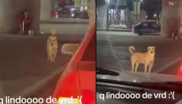 La conmovedora historia del perro que ayuda a su dueña con discapacidad a pedir dinero en los semáforos 