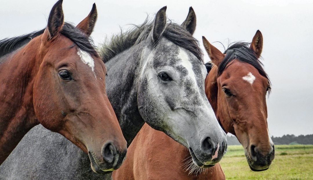 Australia autoriza cacería de caballos para controlar población, controversia con esta decisión 