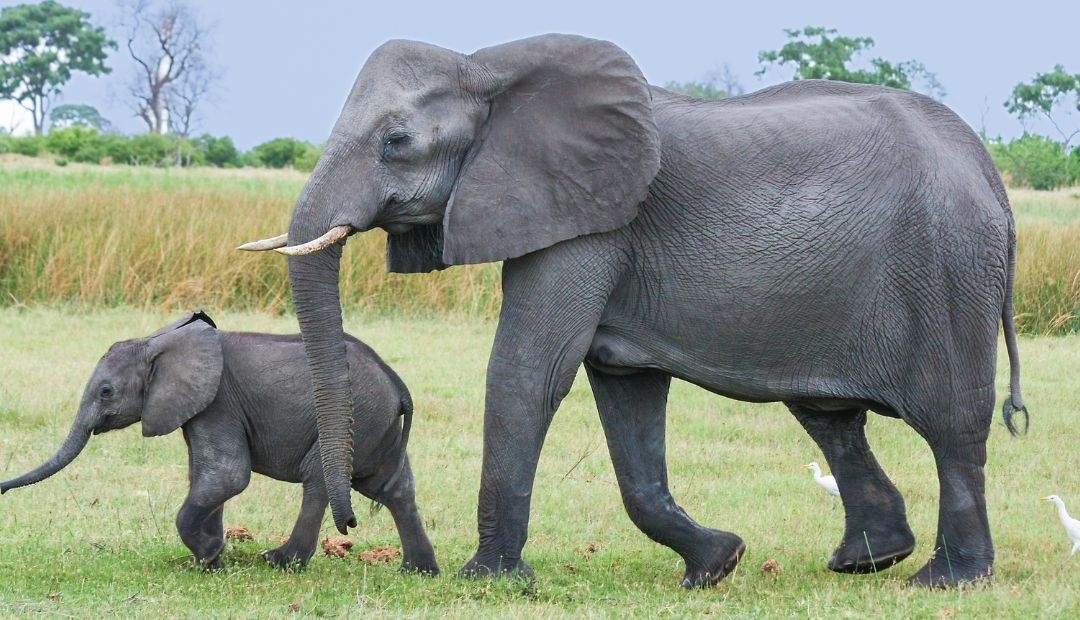 El noble gesto de un elefante en un zoológico deja a todos asombrados