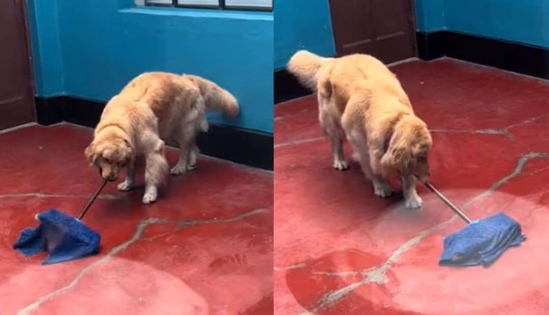 "Mi primera chamba": El perrito que se convierte en estrella de las redes sociales limpiando su casa