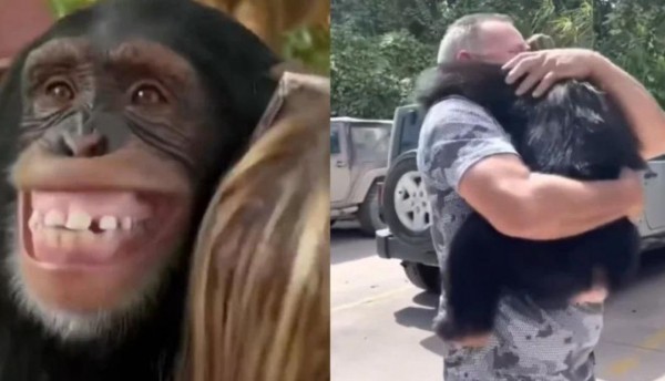 Emotivo reencuentro de chimpancé y su familia humana después de un año separados