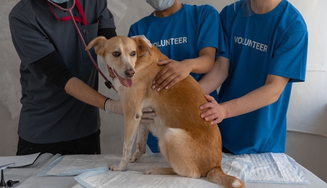 Alerta sanitaria: extraña enfermedad afecta a perros en Estados Unidos, ¿Podría llegar a Colombia?