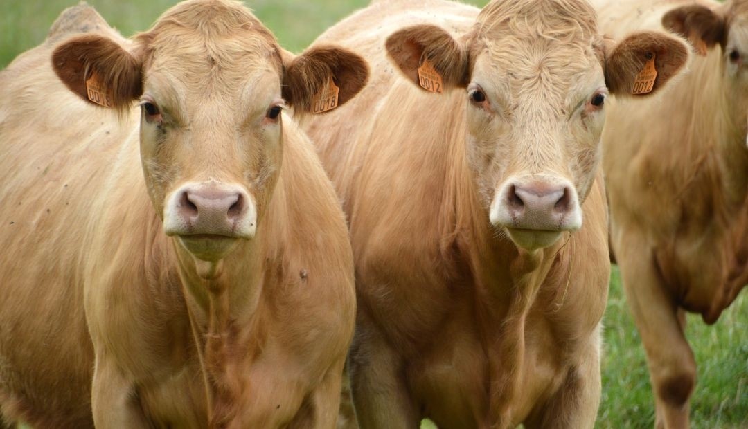 "Reviviendo mataderos municipales: decreto gubernamental busca reducir el precio de la carne"