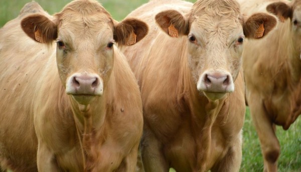 "Reviviendo mataderos municipales: decreto gubernamental busca reducir el precio de la carne"