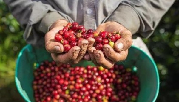 Caficultores colombianos anuncian paro nacional ante crisis del sector