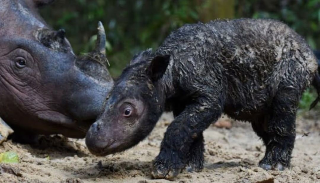 Renace la esperanza con el nacimiento de un Rinoceronte de Sumatra