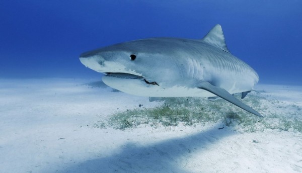 Mujer sacrifica su vida para salvar a su hija de un tiburón