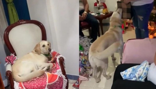 El encanto navideño de Tomás: perrito colombiano conquista las redes al recibir un emotivo regalo