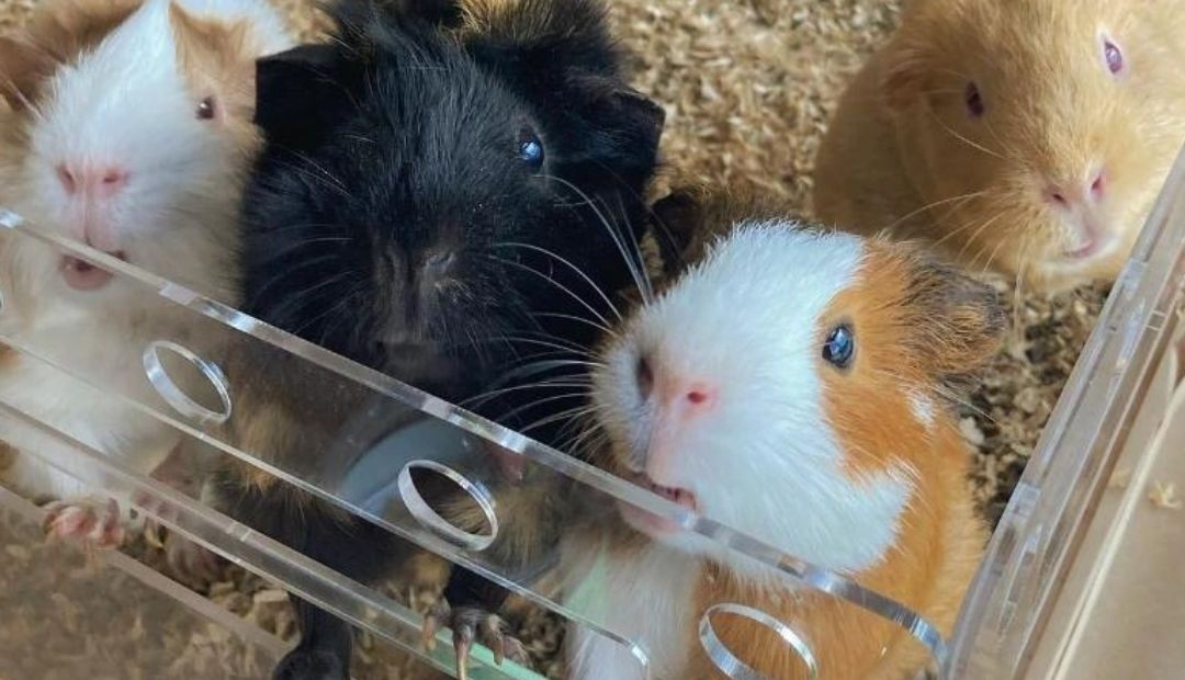 Joven emprendedora genera más de 100 millones de pesos mensuales con su iniciativa