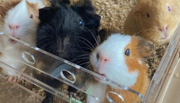 Joven emprendedora genera más de 100 millones de pesos mensuales con su iniciativa