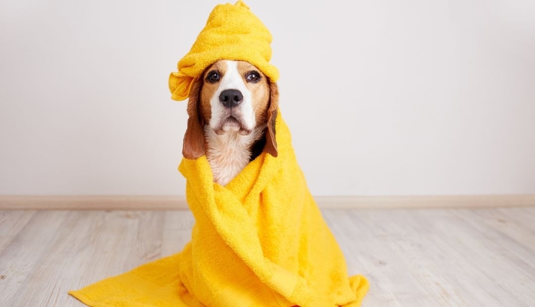 El exceso de humanización y sus posibles efectos nocivos en los perros