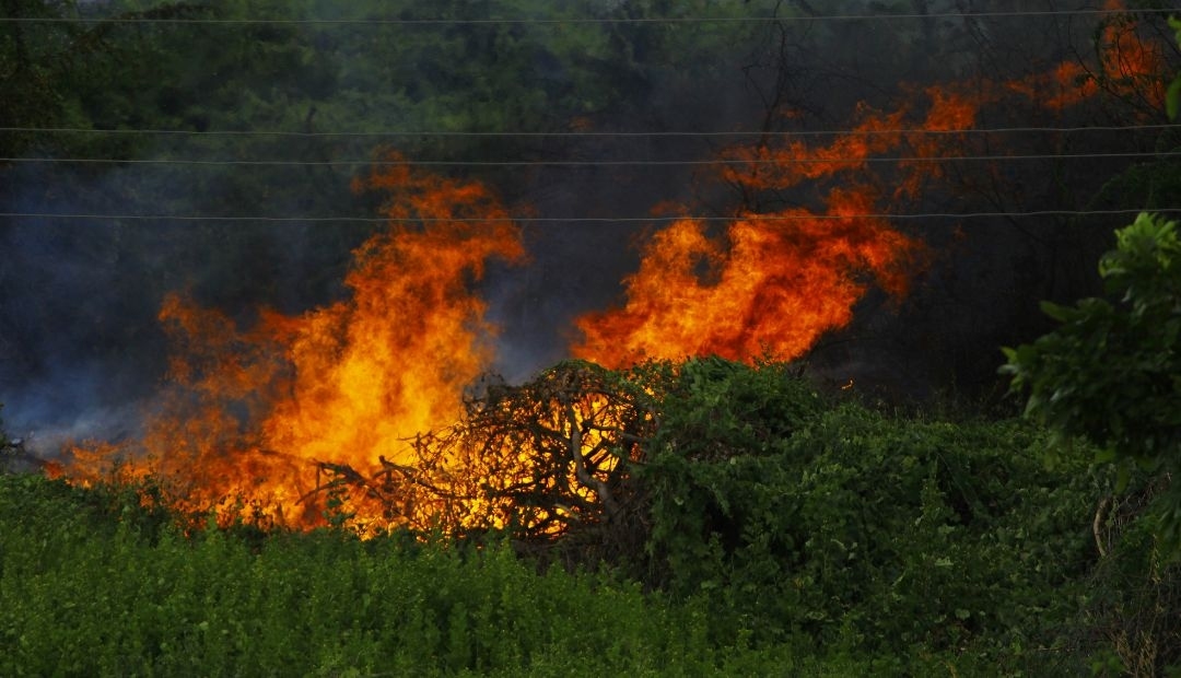 Emergencia Ambiental: Páramo en Pamplona, Norte de Santander, sufre por devastadores incendios