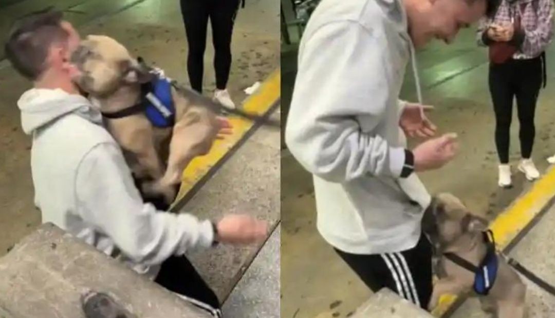 Emotivo reencuentro, perro y dueño se abrazan después de 7 meses separados