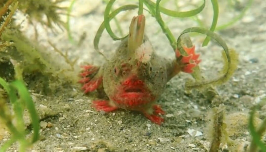 Científicos luchan por salvar una especie única, se trata del pez con manos