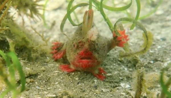 Científicos luchan por salvar una especie única, se trata del pez con manos