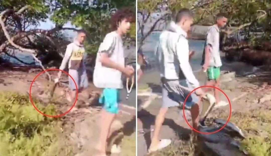 Indignación en Barranquilla: jóvenes cazan pelícanos y desatan críticas en redes sociales